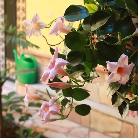 Bed & Breakfast La Magnolia *